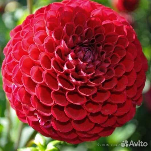 Георгины клубни, мультифлора