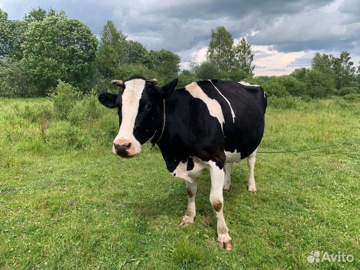 Коровы дойные молочные
