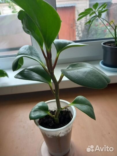 Комнатные цветы