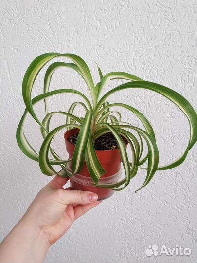 Хлорофитум кудрявый