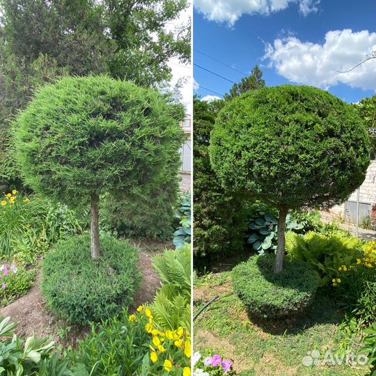 Стрижка кустарников, стрижка живой изгороди