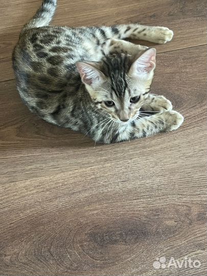 Бенгальская леопардовый кот