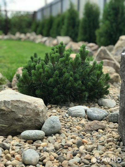 Сосна горная