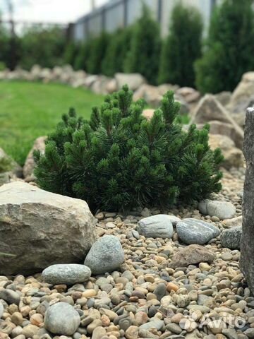 Сосна горная