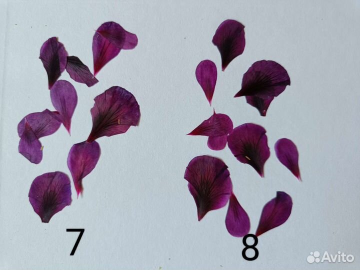 Сухоцветы. Гербарий