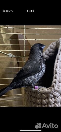 Японские амадины