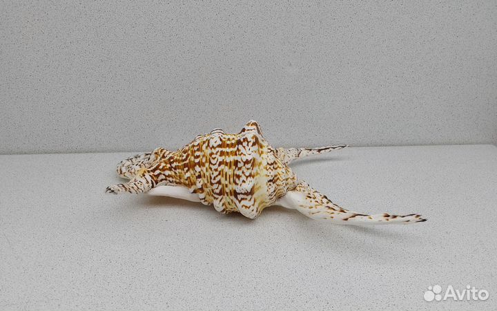 Ламбис Ширагра 25 морская ракушка раковина
