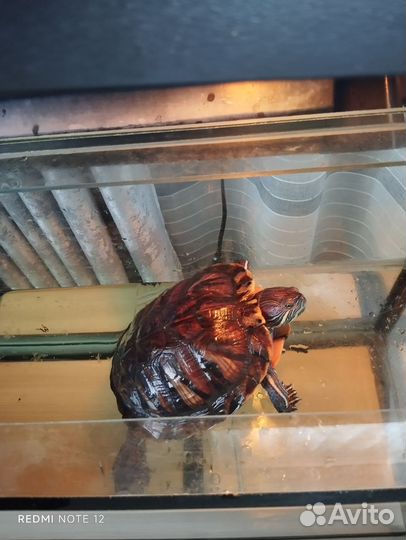 Аквариум для красноухой черепахи