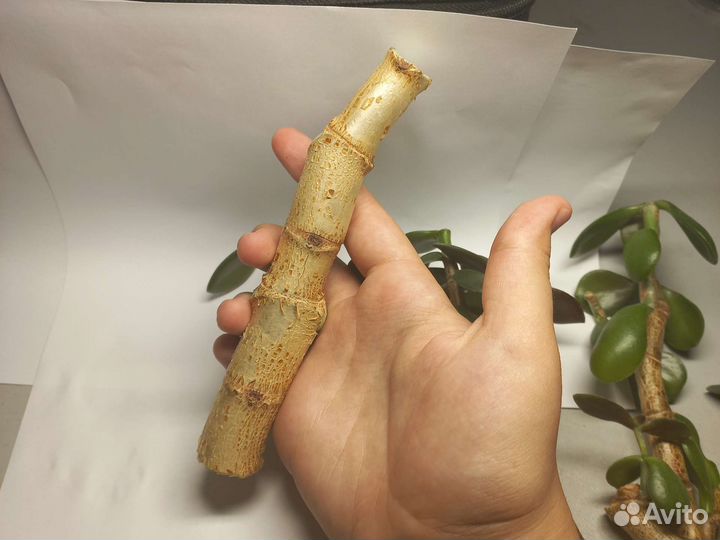 Денежное дерево