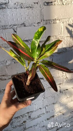 Кротоны разные