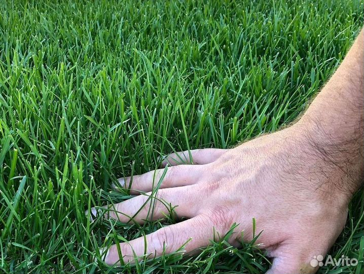 Газон от производителя