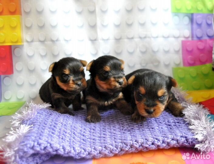 Йоркширские терьеры щенки мальчики и девочки