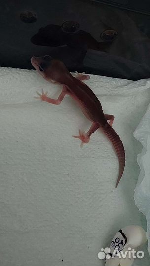 Эублефар ящерица