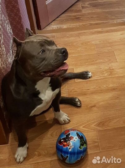 Вязка бесплатно