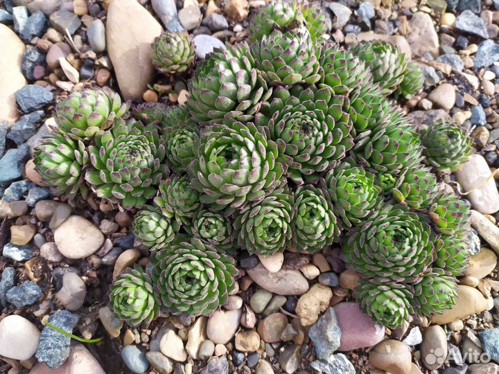 Молодило каменная роза