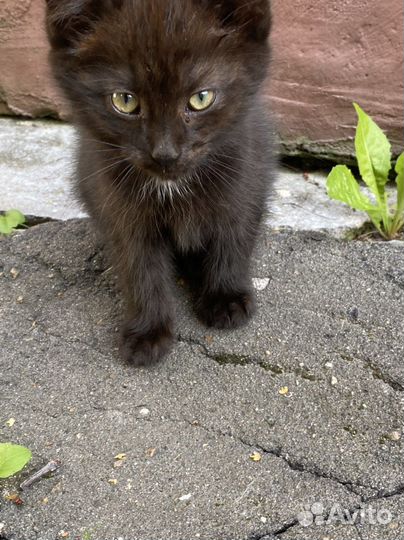 Котята в дар