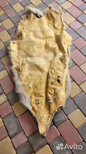 Шкура волка