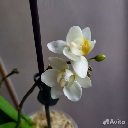 Орхидея фаленопсис мини(бронь)
