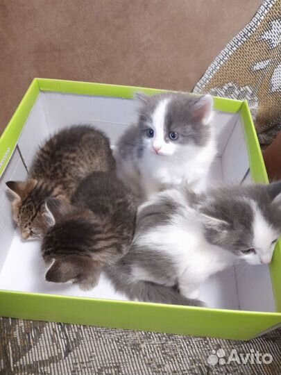 Котята в добрые руки