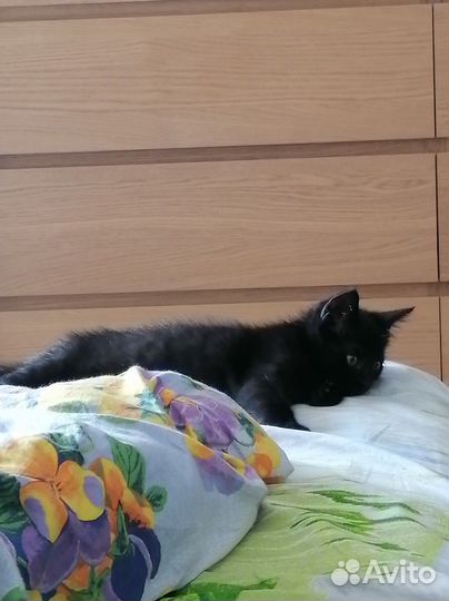 Черный котенок в добрые руки