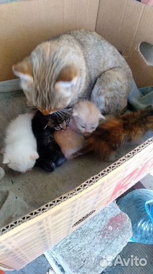 Котята в добрые руки