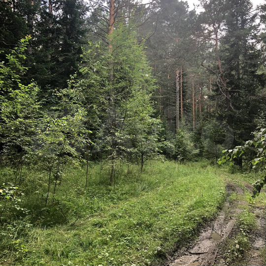 Участок 40 сот. (СНТ, ДНП)