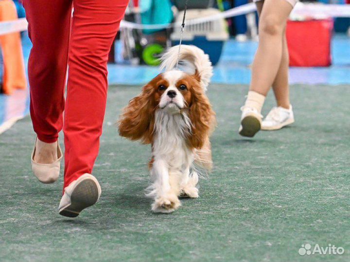 Кавалер кинг чарльз спаниель