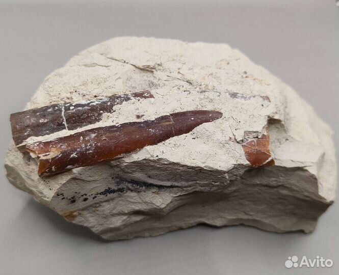 Белемниты в породе, Россия / Окаменелости