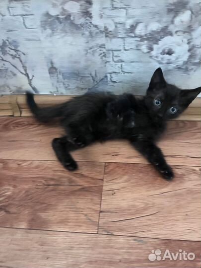 Черный котенок