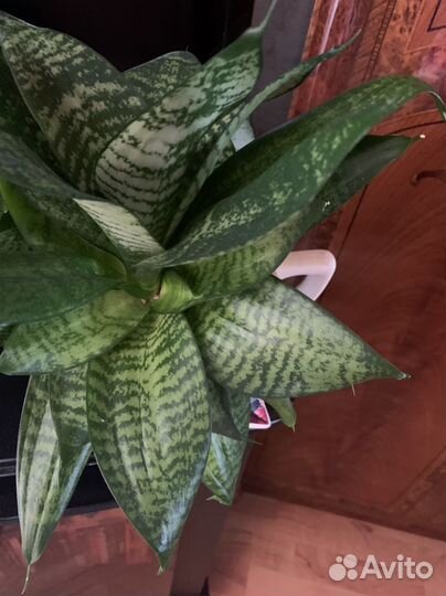 Толстянка бонсай