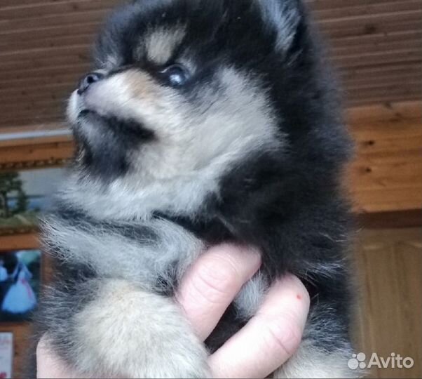 Мини