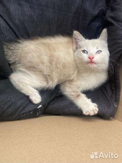 Котенок девочка в добрые руки