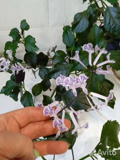 Плекрантус Mоna Lavender- Домашняя сирень