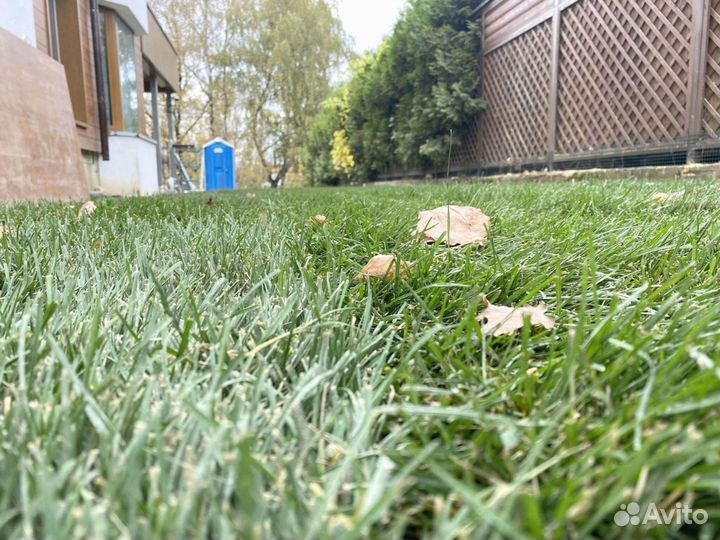 Рулонный газон 