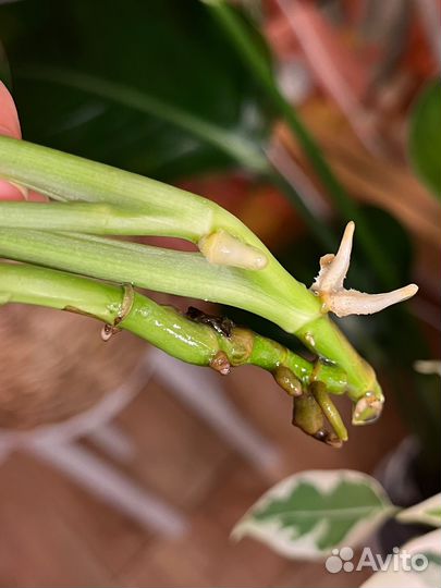 Филодендрон