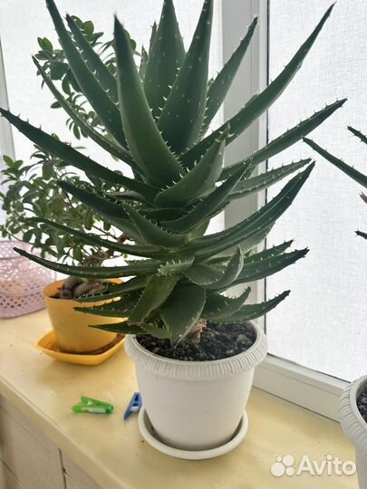 Алоэ лечебный