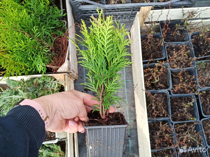 Туя, Можжевельник