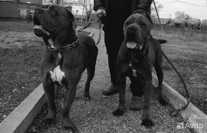 Кане корсо вязка