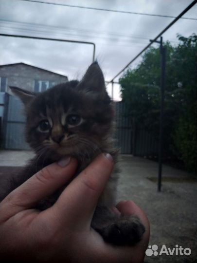 Кошка в дар бесплатно