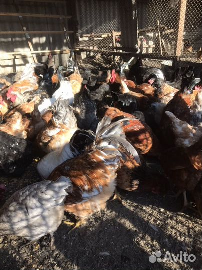 Домашние Куры и Петухи