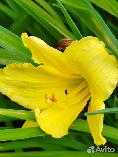 Многолетние цветы