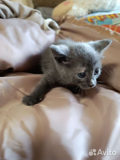Котята