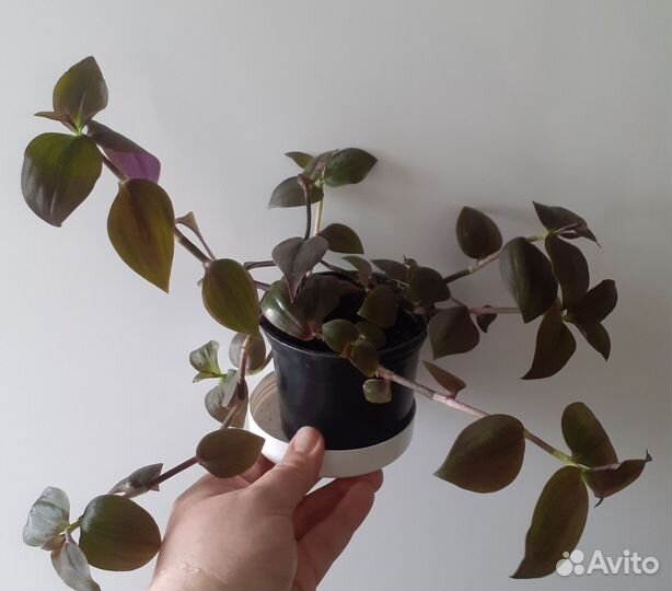 Традесканция