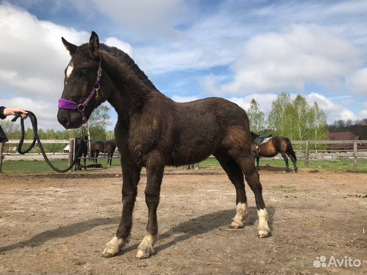 Жеребчик полутяж 6 месяцев