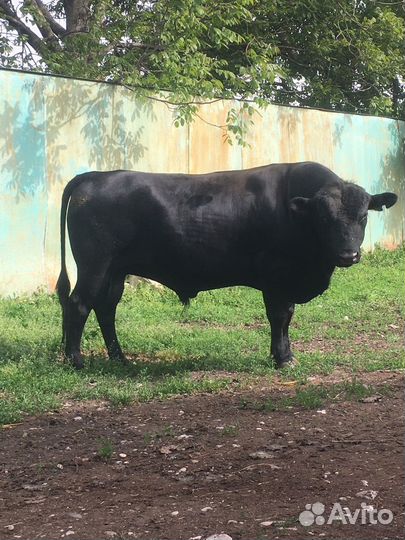 С/х животные, тёлки