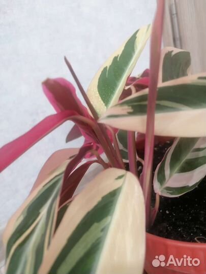 Строманта триколор