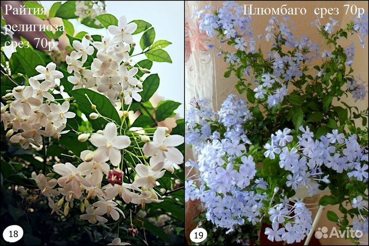 Алламанда филодендрон монстера