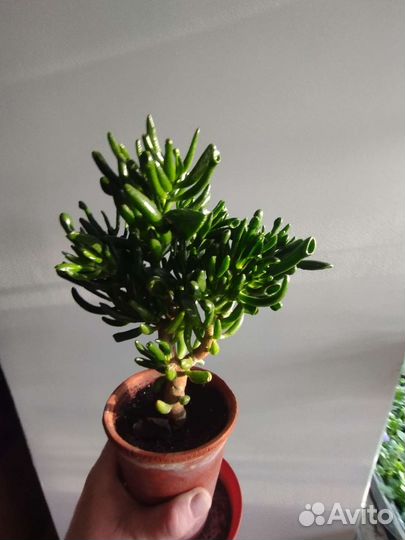 Толстянка (крассула) хоббит