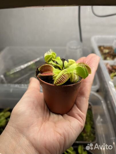 Венерина мухоловка дионея