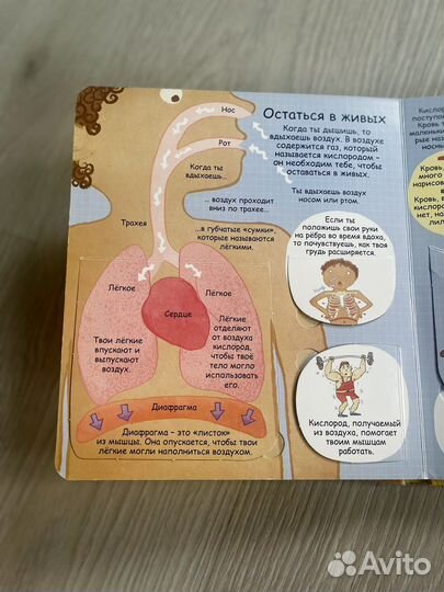 Секреты человека. Секретные створки